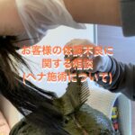 【美容師さんからの質問】お客様の体調不良に関するご相談（ヘナ施術について）