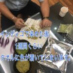 インディゴで染めた後、1週間くらい色落ちしタオルに色がつきます。