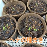 ヘナの種まき〜芽が出ました♪
