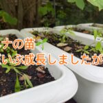 ヘナの苗、だいぶ成長しましたが・・・